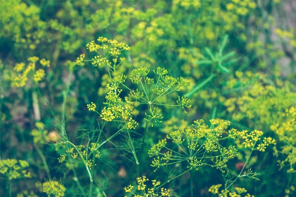 Foto Pohon alam hutan rumput