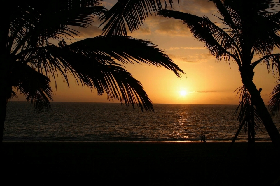 Meer baum ozean sonnenaufgang