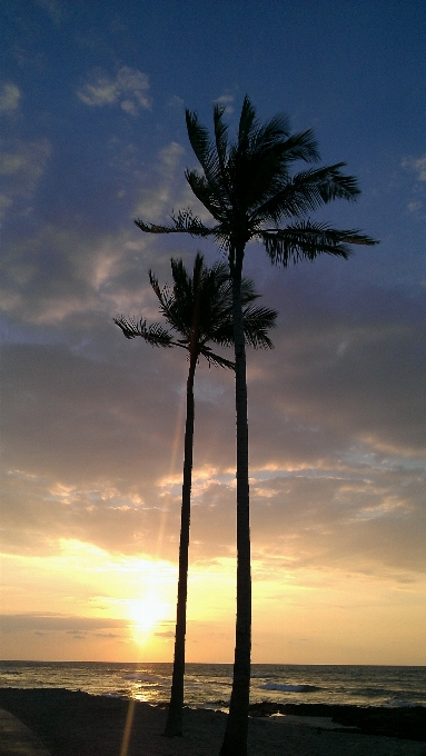 Pantai laut pesisir pohon