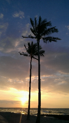 Beach sea coast tree Photo