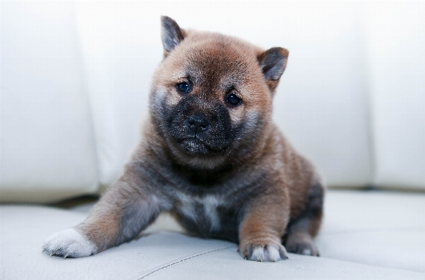 Foto Anak anjing satwa peliharaan