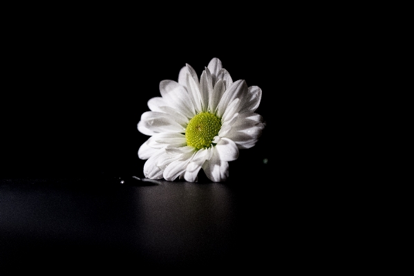 Foto Bianco e nero
 pianta fiore