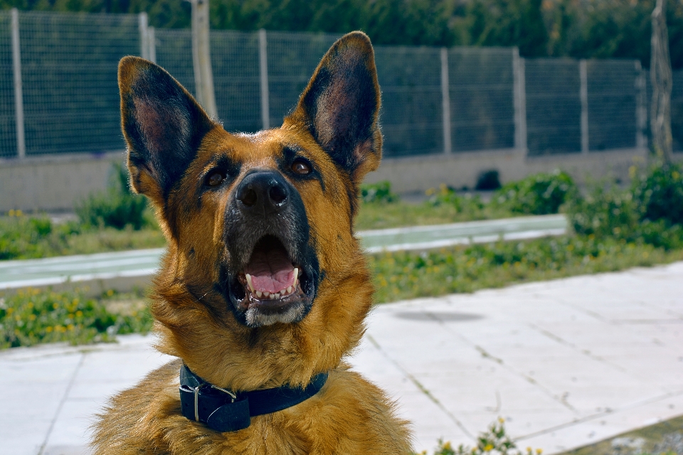 Cachorro animal bicho de estimação mamífero