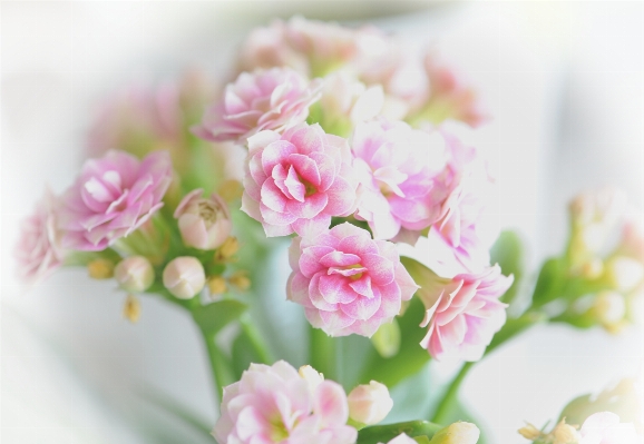 Blossom plant flower petal Photo