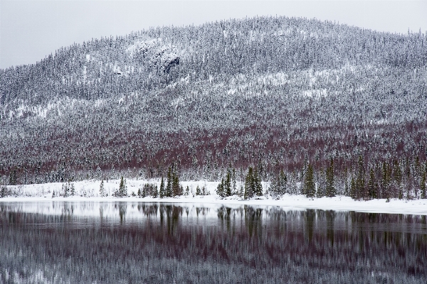 Tree wilderness mountain snow Photo