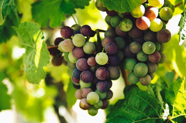 Plant grape vine fruit Photo