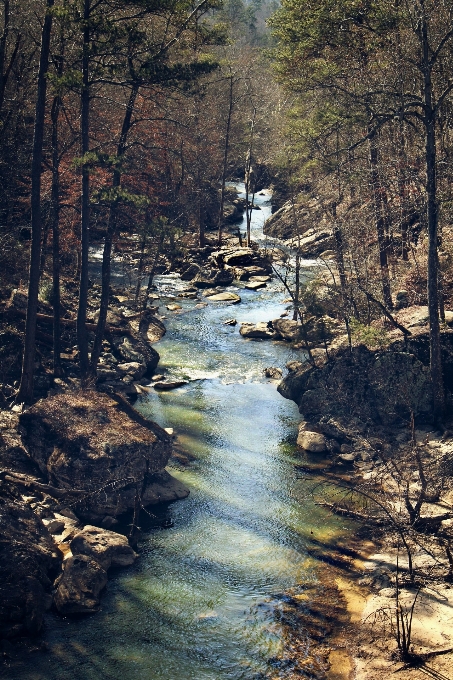 風景 木 水 自然