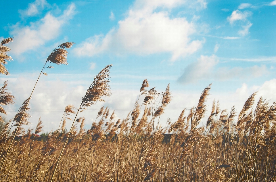 Nature grass horizon cloud