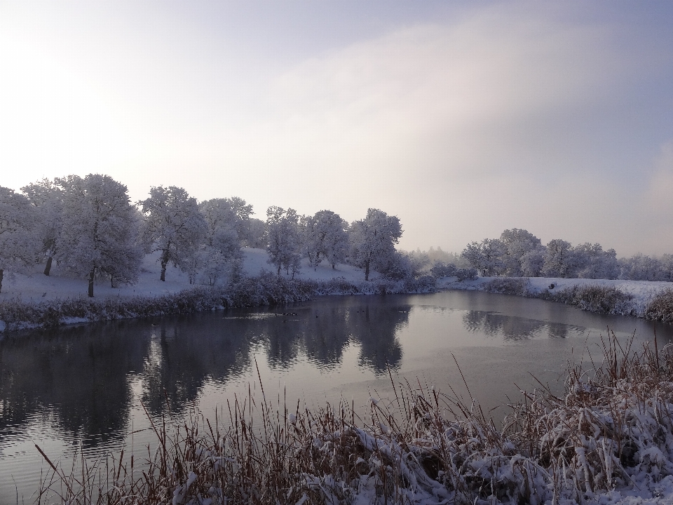 Landschaft baum wasser natur