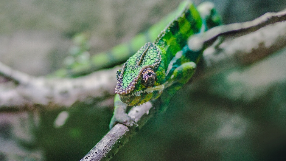 Nature bifurquer faune vert