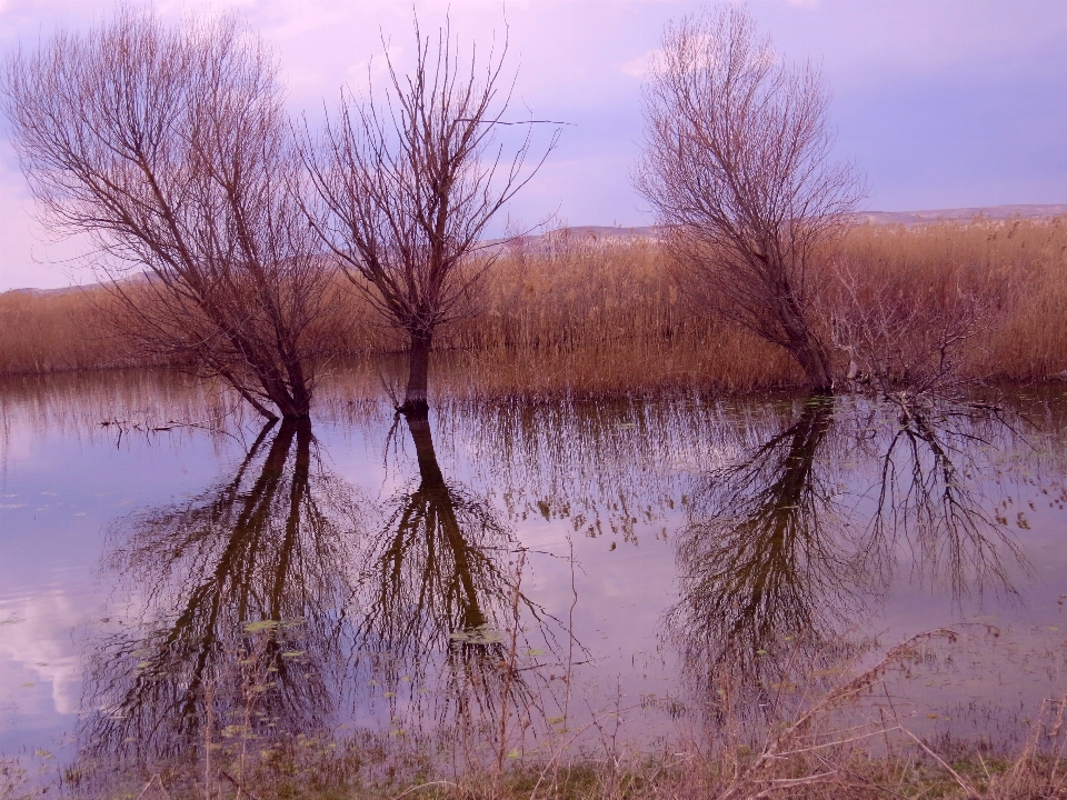 пейзаж дерево природа трава