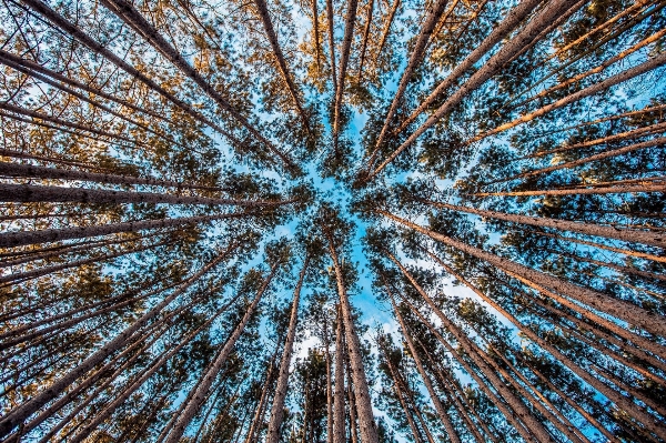 木 自然 森 植物 写真