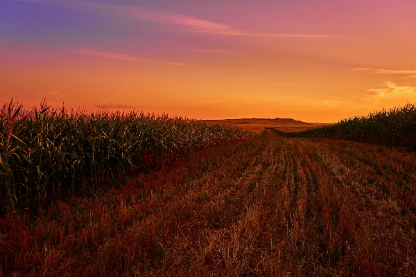 Landscape nature grass horizon Photo