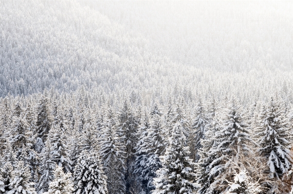 Foto Albero foresta ramo nevicare