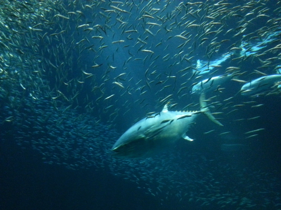 Mer océan sous-marin la biologie