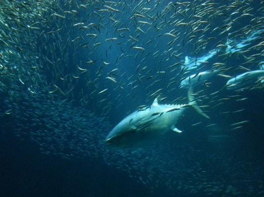 Sea ocean underwater biology Photo