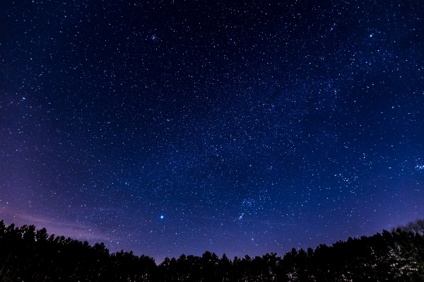 Forest sky night star Photo