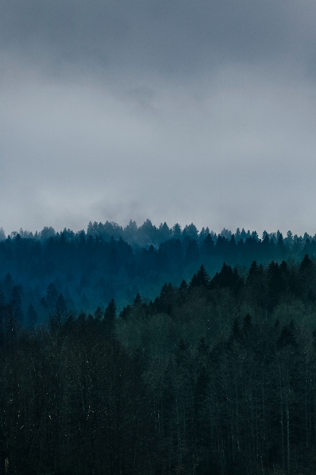 Arbre nature forêt horizon