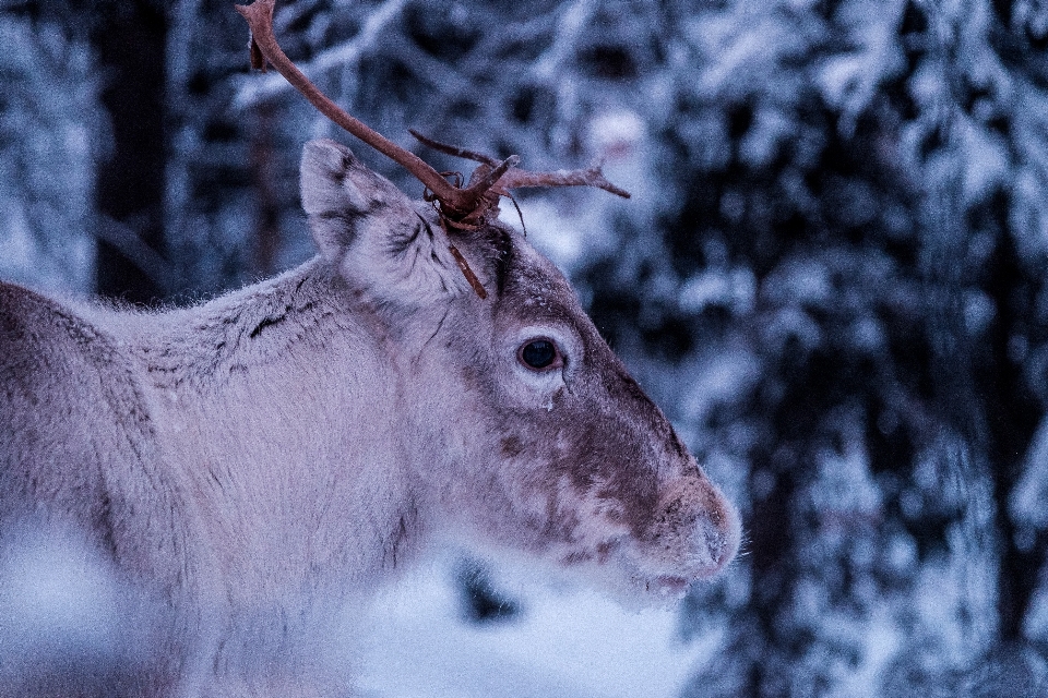 Natura oddział śnieg zima