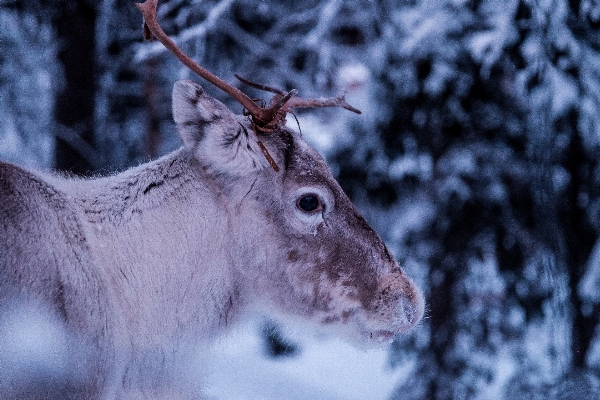 Photo Nature bifurquer neige hiver