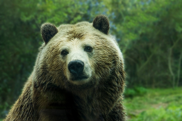 Foto Animal urso animais selvagens pardo