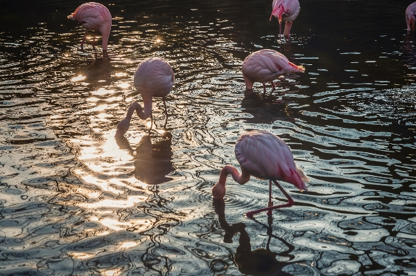 Water bird reflection aquatic Photo