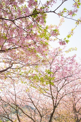 木 ブランチ 花 植物 写真