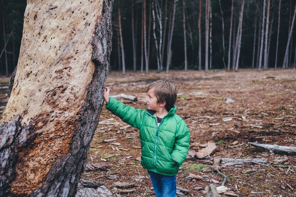 Baum wald holz junge