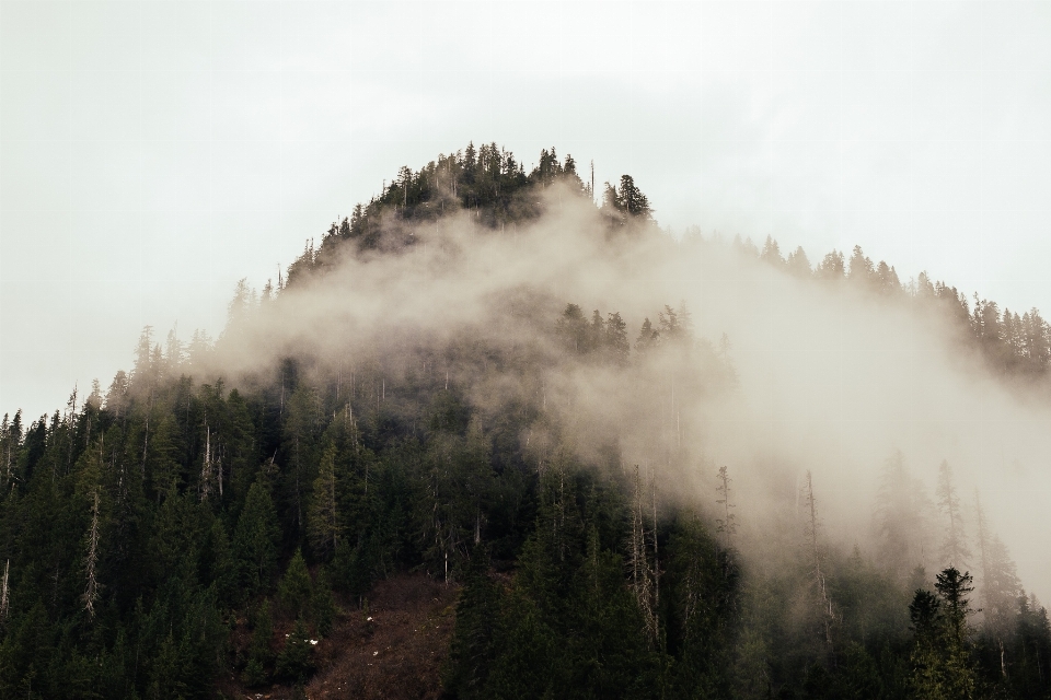 Landscape tree nature forest