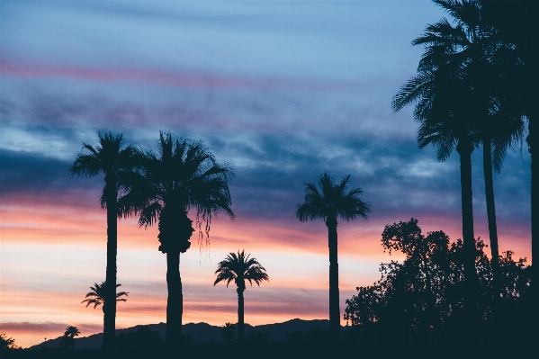 木 地平線 クラウド 植物 写真