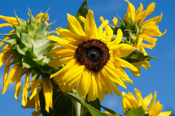 Anlage feld samen blume Foto