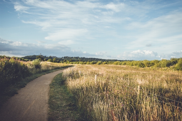 Landscape tree nature path Photo