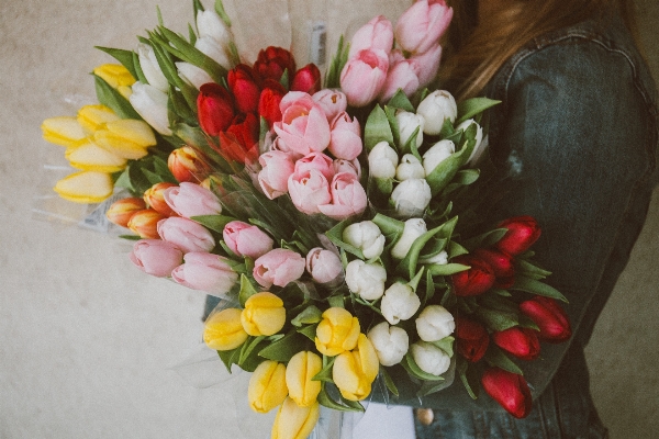 Plant flower petal tulip Photo