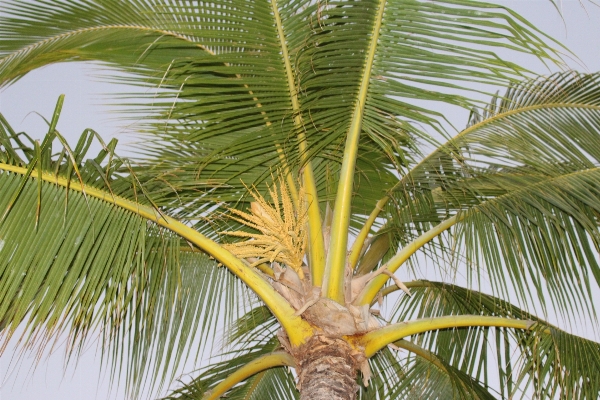 Tree branch plant leaf Photo