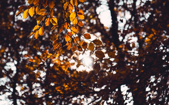 Tree nature branch light Photo