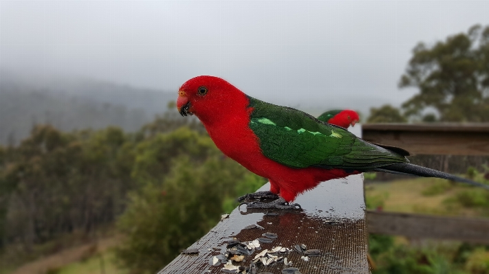 鳥 野生動物 嘴 fauna 写真