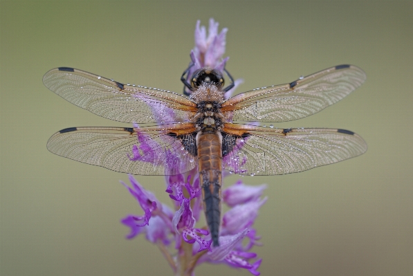 Wing insect fauna invertebrate Photo