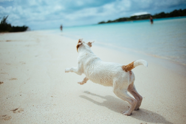 Foto Pantai laut pasir salju