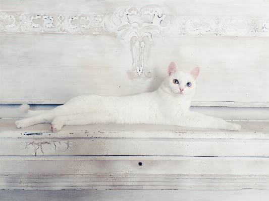 White kitten cat mammal Photo