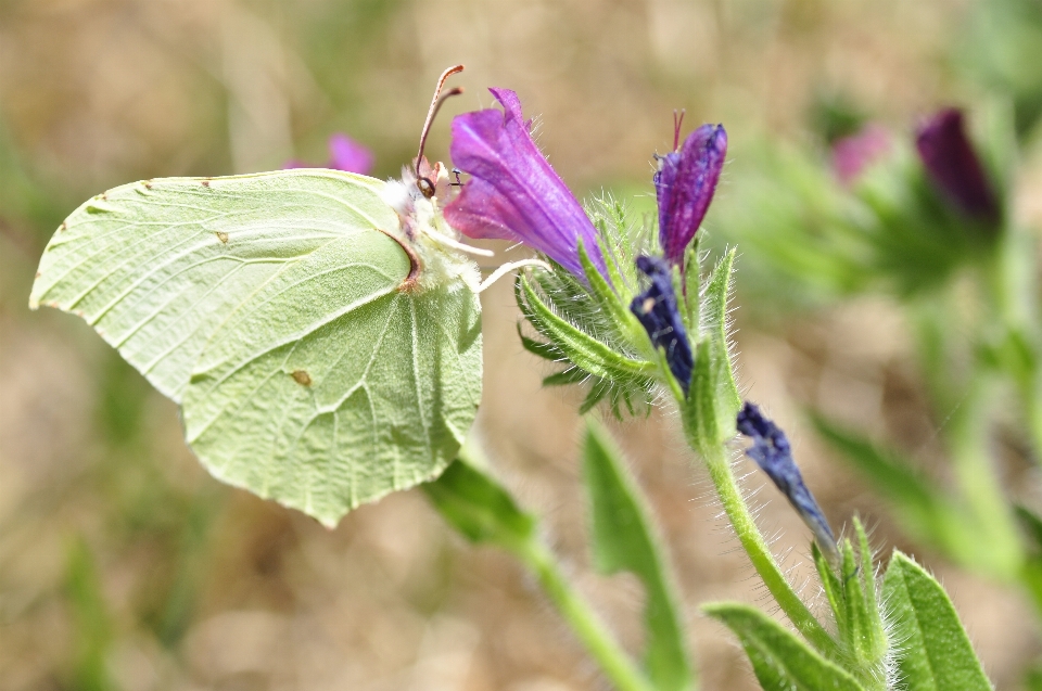 Natura pianta fiore erba