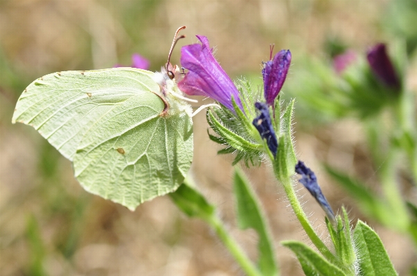 Nature plant flower herb Photo