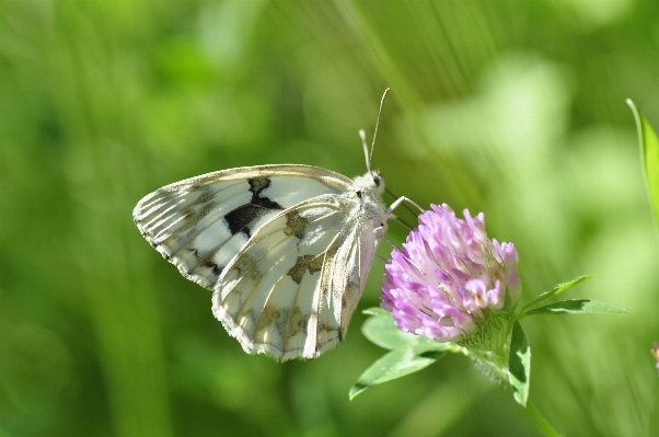 Foto Natureza grama prado
 flor