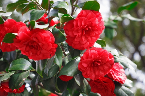 Plant flower red shrub Photo