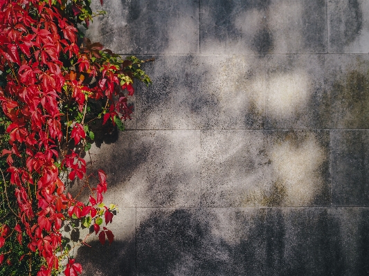 Plant vine texture leaf Photo