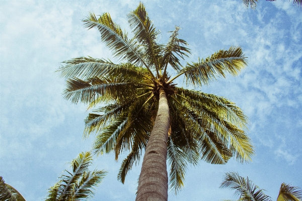 木 ブランチ 植物 空 写真