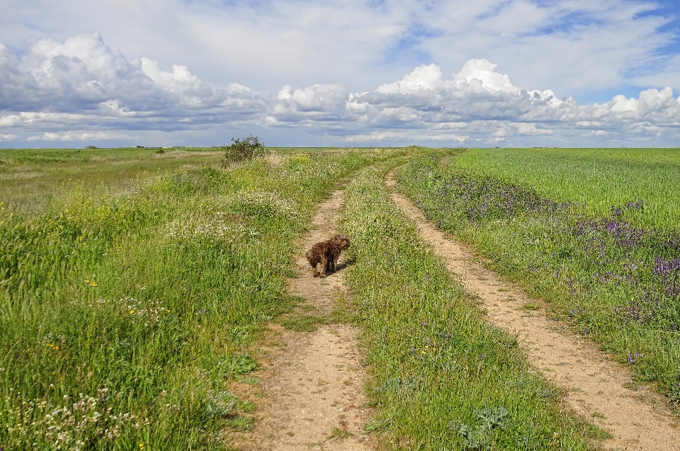 Landscape nature grass marsh