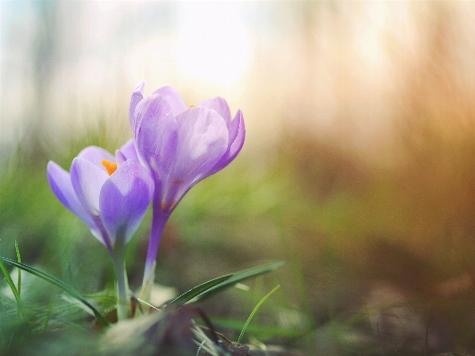 Nature blossom plant sunlight Photo