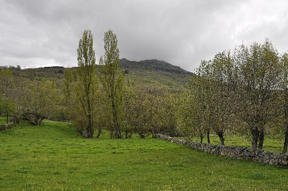 Paisaje árbol naturaleza bosque