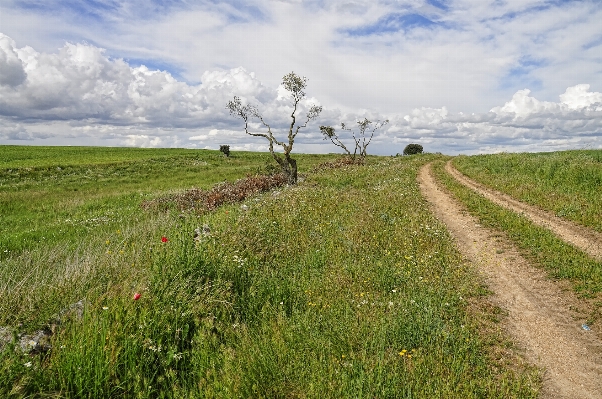 Landscape coast tree nature Photo