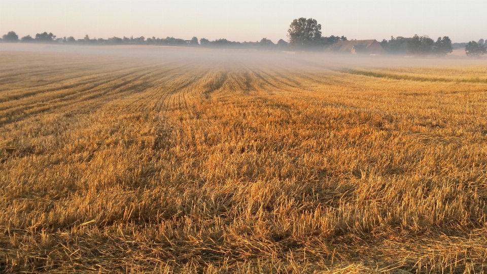 Herbe horizon le marais
 usine